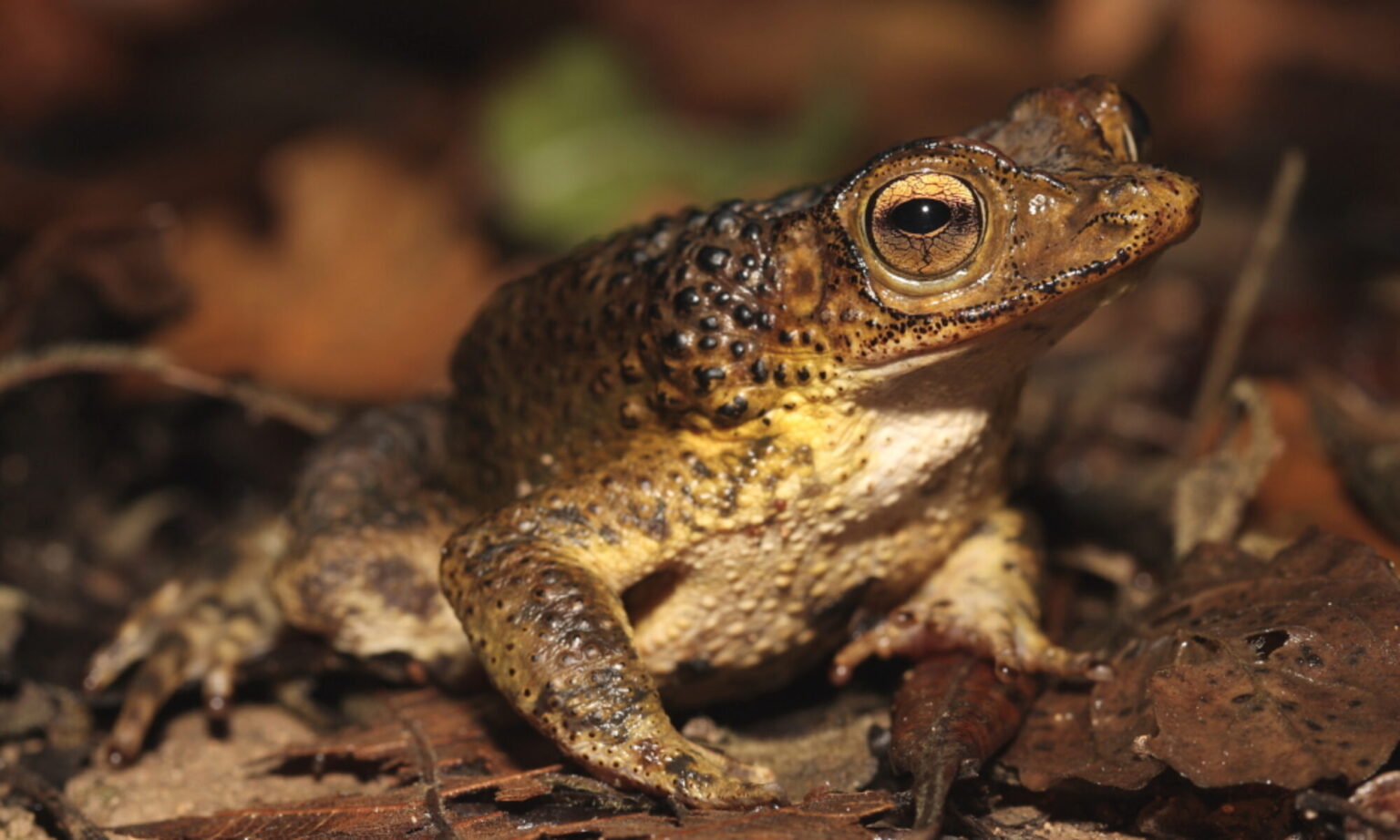 Home - Puerto Rican Crested Toad Conservancy